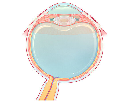 Horizontal section of eye, illustration