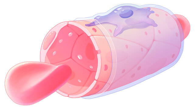 Fenestrated capillaries, illustration