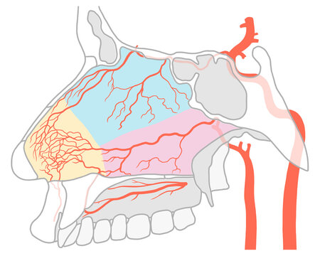 Kiesselbach plexus arteries, illustration