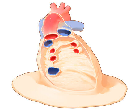Pericardium, illustration