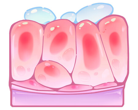 Breast changes late follicular phase, illustration