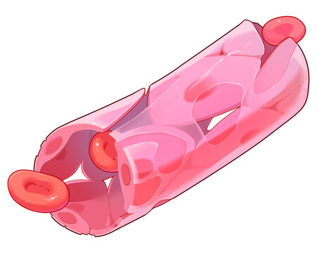 Sinusoidal capillary, illustration