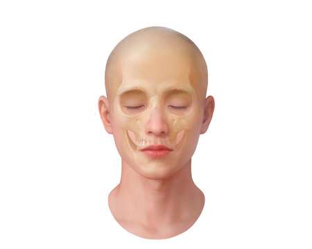 Skull surface projection, illustration