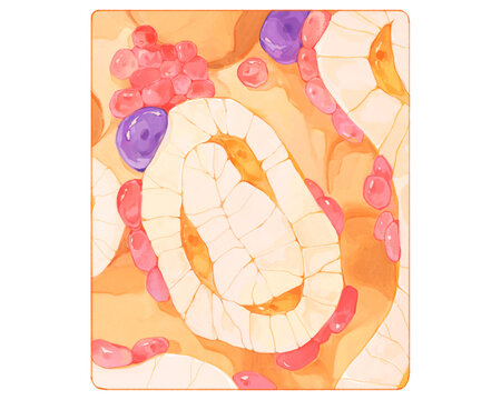 Spongy bone microstructure, illustration