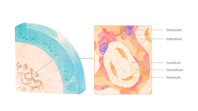 Spongy bone microstructure, illustration