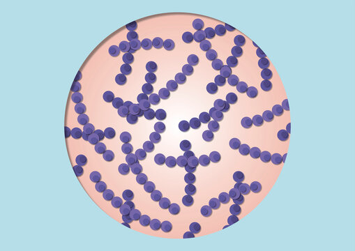 Streptococcus bacteria, illustration