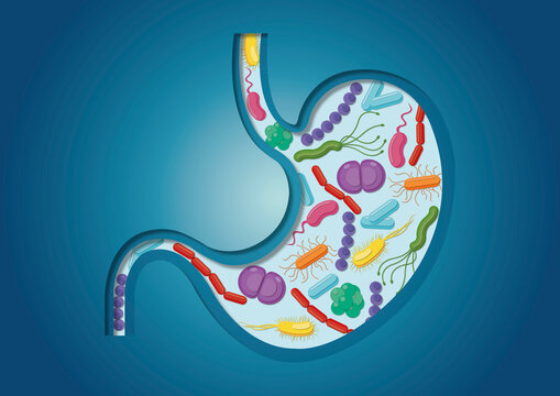 Stomach bacteria, conceptual illustration