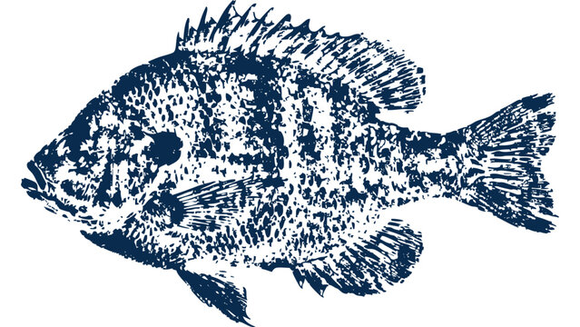 Bluegill fish Gyotaku fishing ink print 001