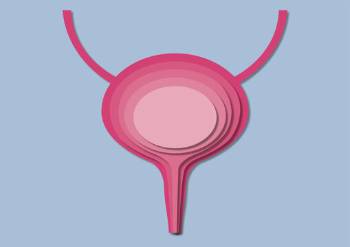Human bladder, illustration