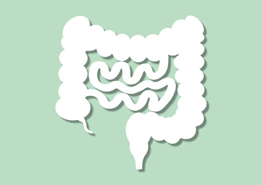 Healthy intestines, illustration