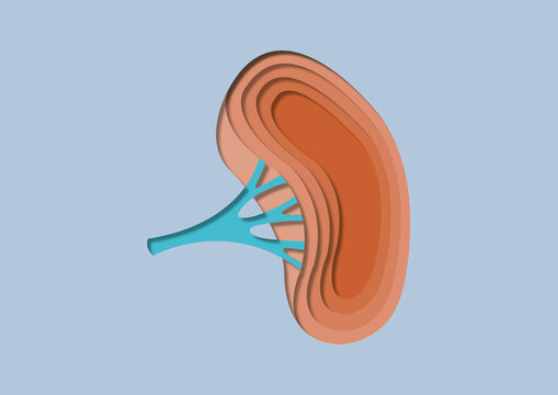 Human spleen, illustration