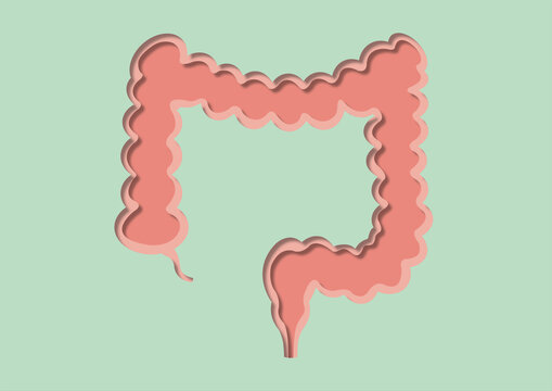 Healthy colon, illustration