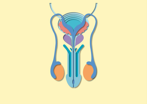 Male reproductive system, illustration
