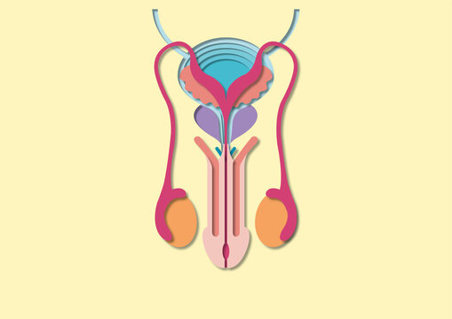 Male reproductive system, illustration