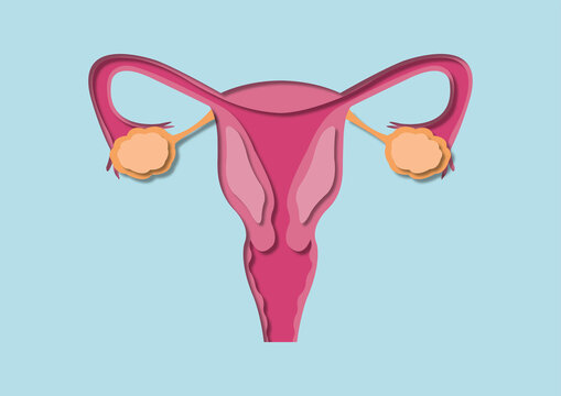 Female reproductive system, illustration