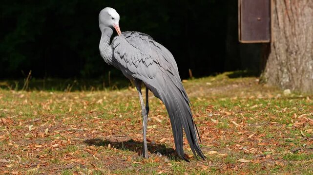 The Blue Crane, Grus paradisea, is an endangered bird specie endemic to Southern Africa. It is the national bird of South Africa