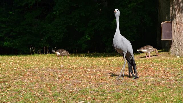 The Blue Crane, Grus paradisea, is an endangered bird specie endemic to Southern Africa. It is the national bird of South Africa