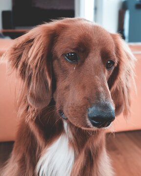 Sad long haired brown dog at home