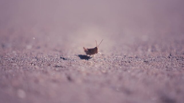 Close up of a wild cricket or grasshopper sitting on the ground in nature of Hokkaido, Japan. Wildlife insect, fixed 4K video.
