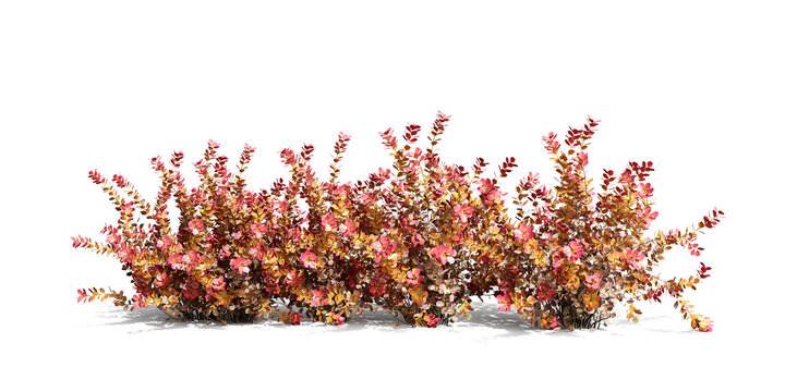 Low red autumn bush shrub isolated on transparent background