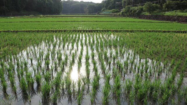 日本の原風景である横浜市内に存続する「寺家ふるさと村」の春の田植えされた田んぼの様子