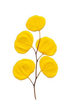 yellow eucalyptus leaves isolated on white background. 