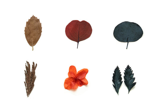 Dried Botanical Leaves and Flowers Elements Set isolated on white background