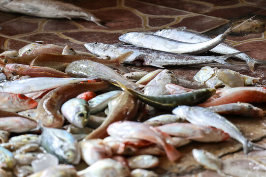 Fresh variety of marine fish on display at a traditional auction market in Jepara, Central Java, Indonesia, showcasing local seafood trade, commercial fishing, and vibrant daily coastal market life.