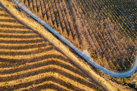 Gravel Road through terraced vineyard rows