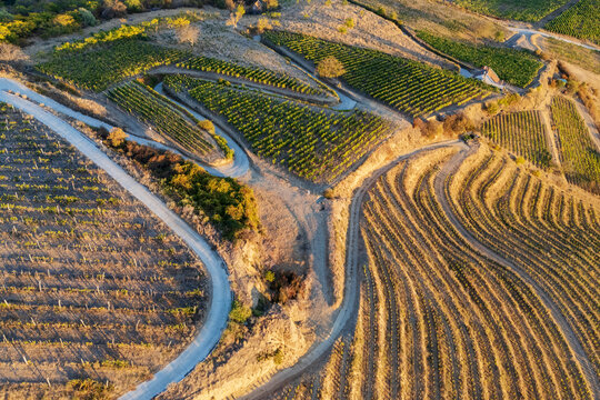 Grape Vines growing in terraced vineyards in Tokaj Region Hungary