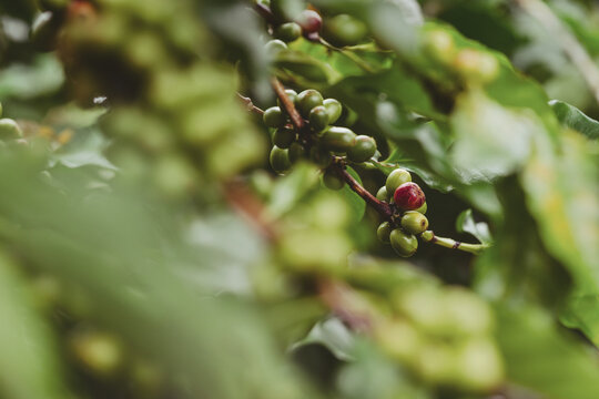 Coffee branch laden with developing green cherries and one red ripening fruit, surrounded by soft foliage and natural bokeh, with generous copy space for design.