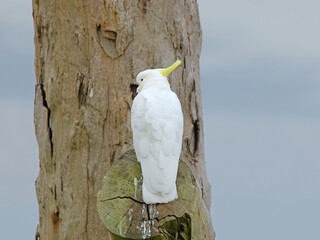 Sulphur-Crested Cockatoo Perched on a Tree Trunk in Nature © blueringmedia