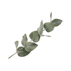 Fresh eucalyptus branch png gum tree leaf png organic botanical sprig png silver floral greenery png aromatic foliage png isolated on transparent background for wedding stationery and wellness design © Neo