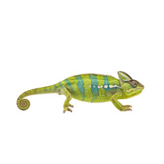 Vibrant chameleon png lizard png tropical reptile png saurian png green pet png isolated cutout on transparent background for wildlife design © Neo