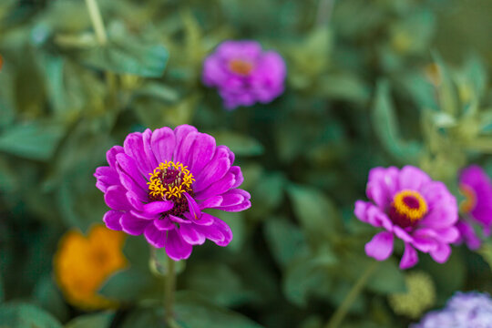 Bright magenta zinnia flowers blooming in summer garden. Intense purple-pink petals and textured yellow centers. Vitality of a blooming garden.