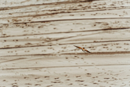 Bird Flying Low Over a Sandy Beach