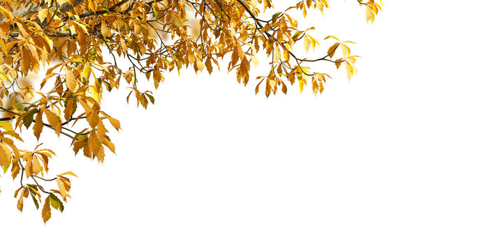 Golden autumn tree branches framing top left corner isolated on transparent background