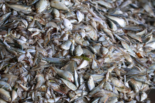 A pile of small fresh fish displayed at a traditional fish auction market in Jepara, Indonesia, ready for wholesale trade and local distribution.