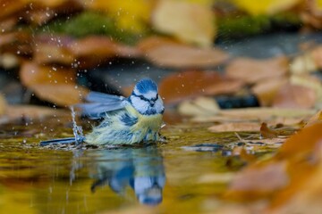 A cute blue tit bathes in a forest pond. Autumn scene with a cute blue tit. Cyanistes caeruleus © Monikasurzin