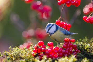 Autumn scene with a cute blue tit. Cyanistes caeruleus © Monikasurzin