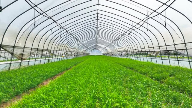 Lush Green Seedlings Growing in Rows Inside a Large Greenhouse Poly Tunnel