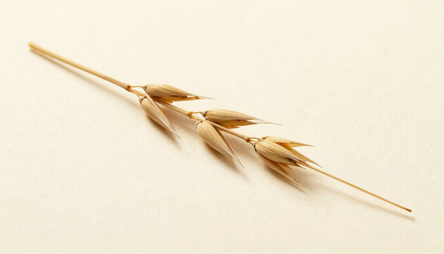 Dry oat spike on softly lit handmade paper
