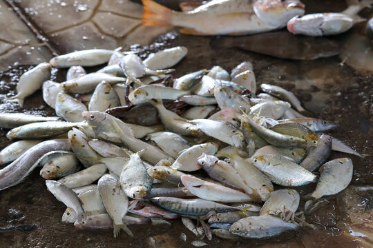 Fresh variety of marine fish on display at a traditional auction market in Jepara, Central Java, Indonesia, showcasing local seafood trade, commercial fishing, and vibrant daily coastal market life.