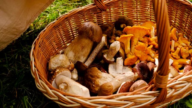 Wild mushrooms in a forest. Selective focus.
