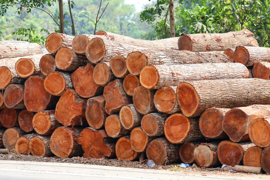 A large stack of freshly cut teak wood logs stacked beside a rural road, displaying raw circular cross-sections, natural tree rings, and rough bark, ideal for timber and forestry concepts.