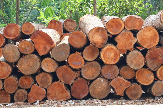 A large stack of freshly cut teak wood logs stacked beside a rural road, displaying raw circular cross-sections, natural tree rings, and rough bark, ideal for timber and forestry concepts.