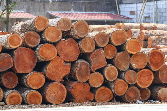 A large stack of freshly cut teak wood logs stacked beside a rural road, displaying raw circular cross-sections, natural tree rings, and rough bark, ideal for timber and forestry concepts.