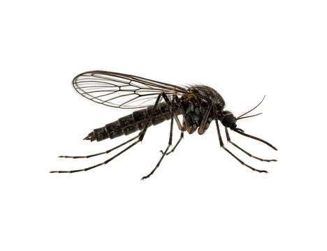 Mosquito Isolated on White Background