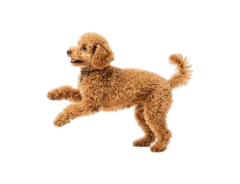 Cute Poodle Dog Jumping in Air Isolated