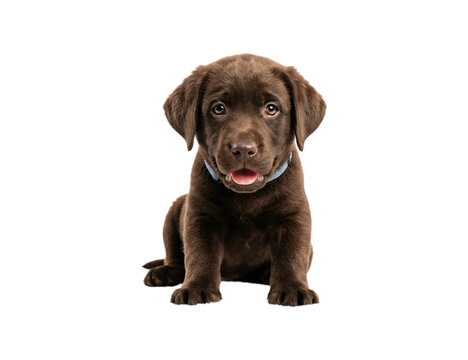 Cute Brown Puppy Dog Wearing Collar Isolated